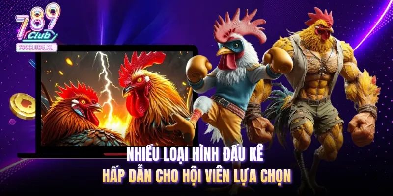 Nhiều loại hình đấu kê hấp dẫn cho hội viên lựa chọn